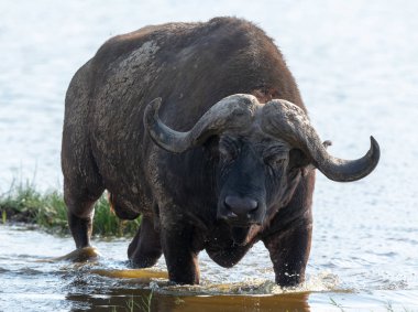 Vahşi buffalo suda yürüyor