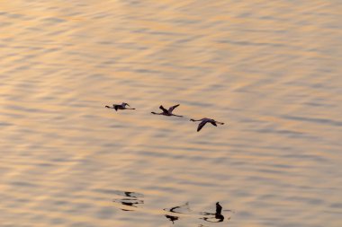 Flamingolar suyun üstünde uçuyor. Yaban hayatı resim.  