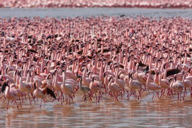 Kenya. Afrika. Nakuru Milli Parkı. Gölü Bogoria Ulusal Rezerv. Vahşi flamingolar