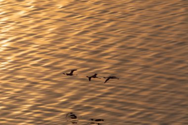 Flamingolar suyun üstünde uçuyor. Yaban hayatı resim.  
