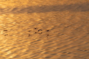 Flamingolar suyun üstünde uçuyor. Yaban hayatı resim.  