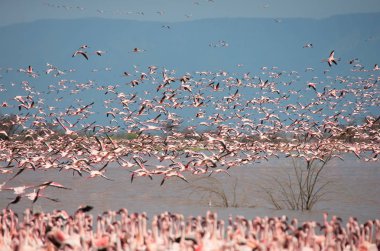 Kenya. Afrika. Nakuru Milli Parkı. Gölü Bogoria Ulusal Rezerv. Vahşi flamingolar
