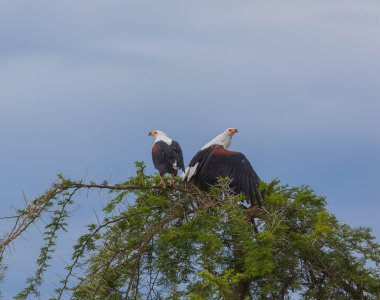 Bir ağacın üzerinde oturup Afrika Balık Kartalları 