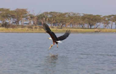 Afrika balık su yüzeyi üzerinde uçan ve balıkçılık kartal. 
