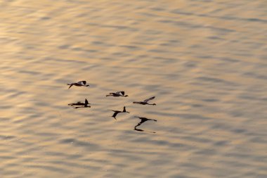 Flamingolar suyun üstünde uçuyor. Yaban hayatı resim.  