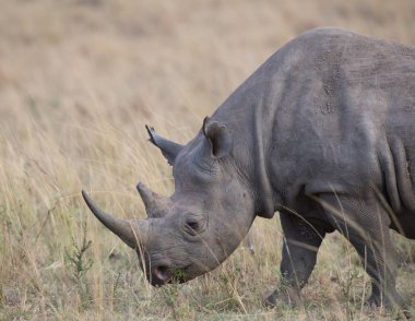  Gergedan savana Afrika Milli Park içinde