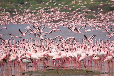 Kenya. Afrika. Nakuru Milli Parkı. Gölü Bogoria Ulusal Rezerv. Vahşi flamingolar