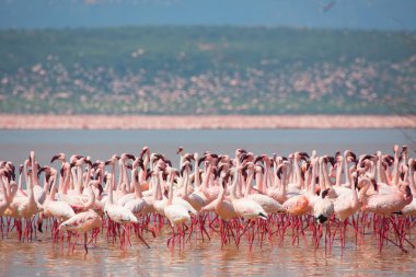 Kenya. Afrika. Nakuru Milli Parkı. Gölü Bogoria Ulusal Rezerv. Vahşi flamingolar