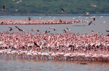 Kenya. Afrika. Nakuru Milli Parkı. Gölü Bogoria Ulusal Rezerv. Vahşi flamingolar