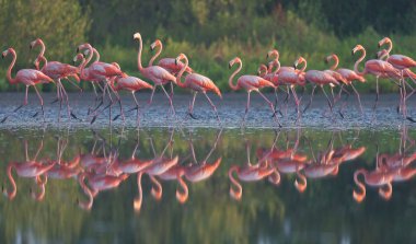vahşi flamingolar. Kenya. Afrika. Nakuru Milli Parkı. Gölü Bogoria Ulusal Rezerv