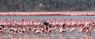 vahşi flamingolar. Kenya. Afrika. Nakuru Milli Parkı. Gölü Bogoria Ulusal Rezerv