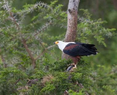 Afrika balık kartal av ile bir ağaçta oturuyor. 