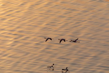 Flamingolar suyun üstünde uçuyor. Yaban hayatı resim.  