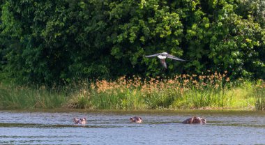 Afrika balık su yüzeyi üzerinde uçan ve balıkçılık kartal. 