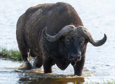 Vahşi buffalo suda yürüyor