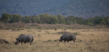 Gergedanların savana içinde. yaban hayatı iyi resmi. 