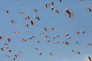Flamingolar gökte uçuyor. Yaban hayatı resim.  