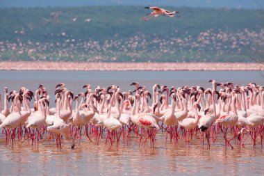 Kenya. Afrika. Nakuru Milli Parkı. Gölü Bogoria Ulusal Rezerv. Vahşi flamingolar