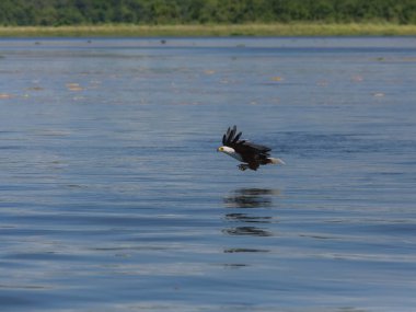 Afrika balık su yüzeyi üzerinde uçan ve balıkçılık kartal. 