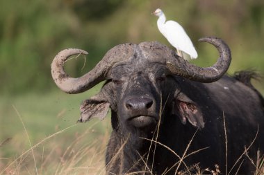 Beyaz kuş boynunda bufalo oturuyor