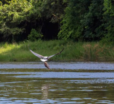 Afrika balık su yüzeyi üzerinde uçan ve balıkçılık kartal. 