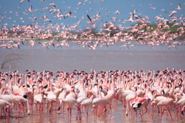 Kenya. Afrika. Nakuru Milli Parkı. Gölü Bogoria Ulusal Rezerv. Vahşi flamingolar