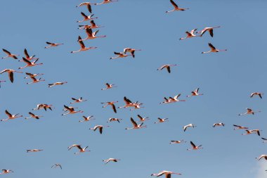 Flamingolar gökte uçuyor. Yaban hayatı resim.  