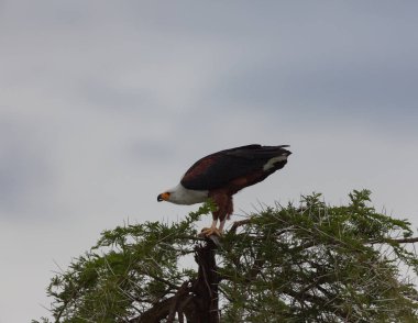 Afrika balık kartal av ile bir ağaçta oturuyor. 