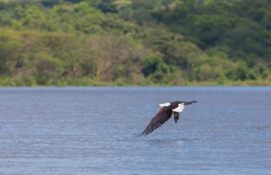 Afrika balık su yüzeyi üzerinde uçan ve balıkçılık kartal. 