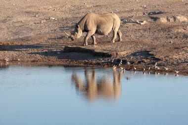  Gergedan Afrika Milli Parkı suda tarafından
