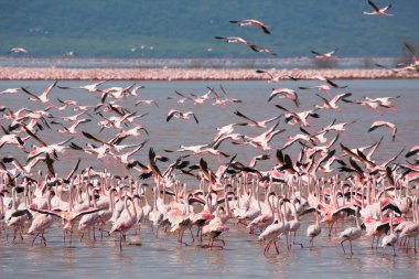 Kenya. Afrika. Nakuru Milli Parkı. Gölü Bogoria Ulusal Rezerv. Vahşi flamingolar