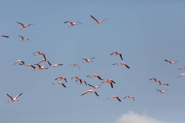 Flamingolar gökte uçuyor. Yaban hayatı resim.  