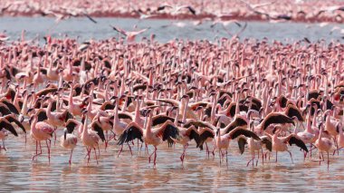 Kenya. Afrika. Nakuru Milli Parkı. Gölü Bogoria Ulusal Rezerv. Vahşi flamingolar