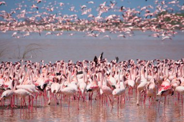 Kenya. Afrika. Nakuru Milli Parkı. Gölü Bogoria Ulusal Rezerv. Vahşi flamingolar