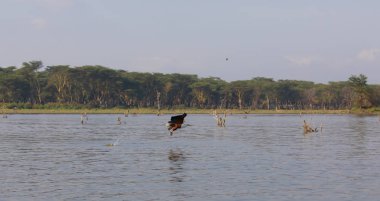 Afrika balık su yüzeyi üzerinde uçan ve balıkçılık kartal. 