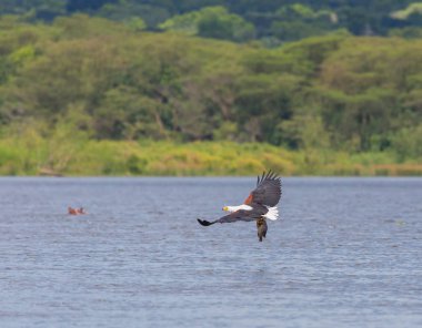 Afrika balık su yüzeyi üzerinde uçan ve balıkçılık kartal. 