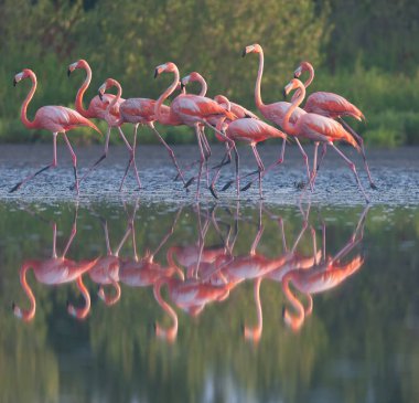 vahşi flamingolar. Kenya. Afrika. Nakuru Milli Parkı. Gölü Bogoria Ulusal Rezerv