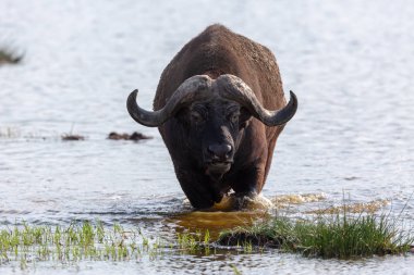 Vahşi buffalo suda yürüyor
