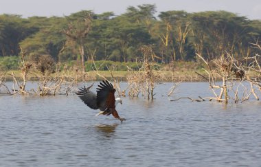 Afrika balık su yüzeyi üzerinde uçan ve balıkçılık kartal. 