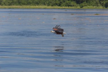 Afrika balık su yüzeyi üzerinde uçan ve balıkçılık kartal. 