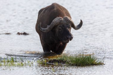 Vahşi buffalo suda yürüyor