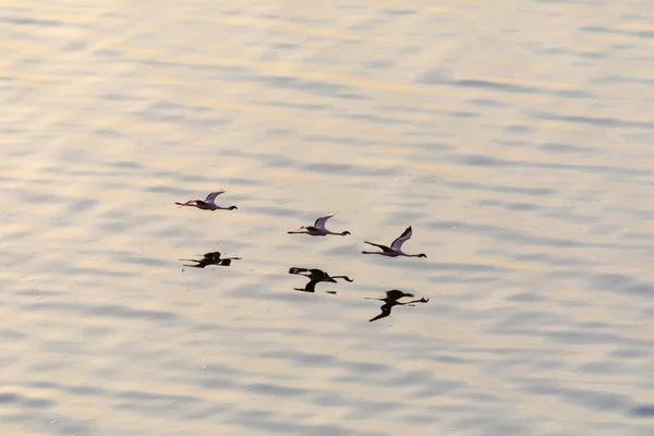 Фламинго Летят Над Водой Изображение Дикой Природы — стоковое фото