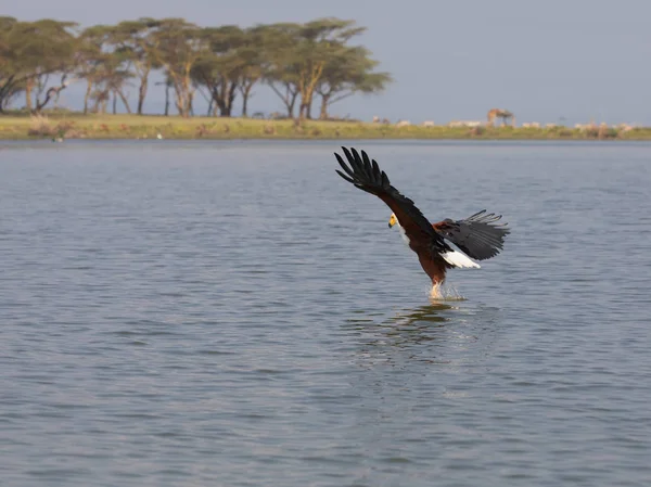 Afrika Balık Yüzeyi Üzerinde Uçan Balıkçılık Kartal — Stok fotoğraf