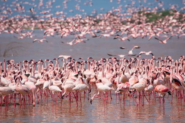 Kenya. Afrika. Nakuru Milli Parkı. Gölü Bogoria Ulusal Rezerv. Vahşi flamingolar