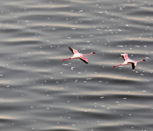 Flamingolar Suyun Üstünde Uçuyor Yaban Hayatı Resim — Stok fotoğraf