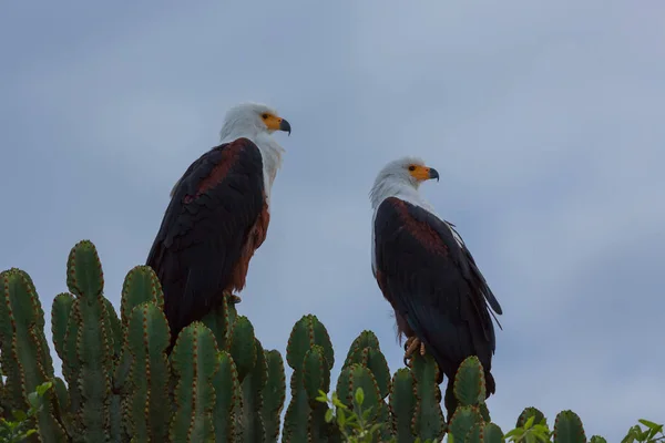 Afrikanische Fischadler Sitzen Auf Einem Baum — Stockfoto