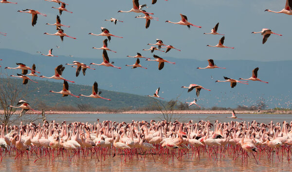 Kenya. Africa. Nakuru National Park. Lake Bogoria National Reserve. Wild flamingos