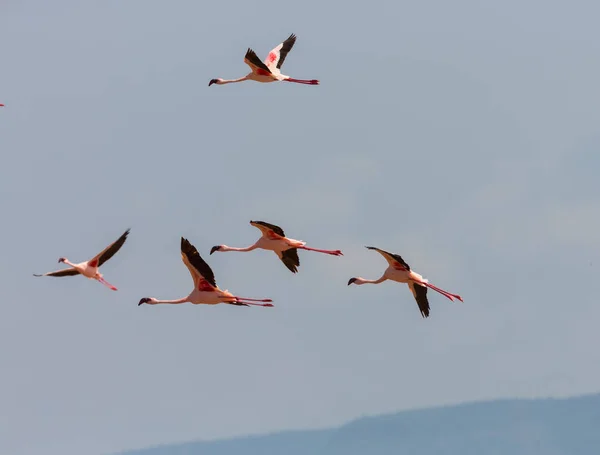 Flamingos Flyger Himlen Bild Wildlife — Stockfoto