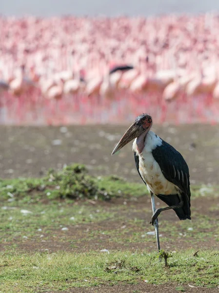 Кенія Африка Накуру Національний Парк Озеро Bogoria Національного Заповідника Дикі — стокове фото