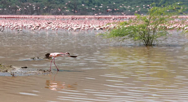 Kenya Africa Nakuru National Park Lake Bogoria National Reserve Wild — Stock Photo, Image